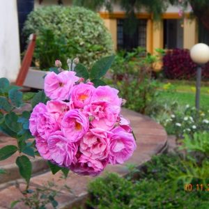 12239468_781989251927695_6534055352391910147_n